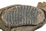 Woolly Mammoth Partial Mandible with M Molars - Germany #235236-7